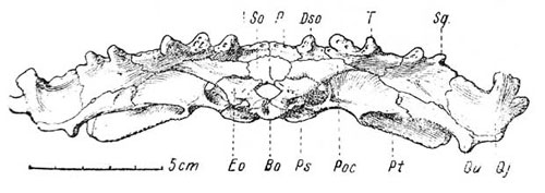 Lanthanosuchus watsoni gen et sp. nov.   271/1,  .     