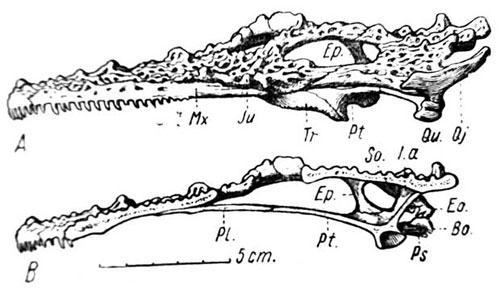  Lanthanosuchus watsoni</i>. gen et sp. nov.   271/1