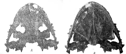 Lanthanosuchus watsoni, gen. et sp. nov.   271/1. A -  ; B -  , 4/7   
