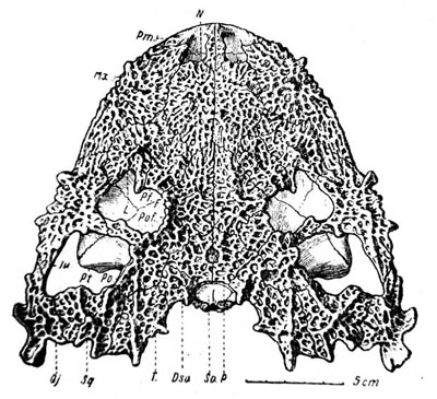  Lanthanosuchus watsoni, gen. . nov.   271/1, 