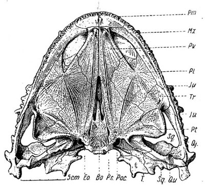  Lanthanosuchus watsoni, gen. et sp. nov.   271/1, . 