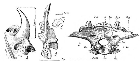  Lanthanosuchus watsoni, gen. et sp. Nov